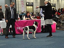 Bernský honicí pes. Světová výstava psů v Lipsku 2017