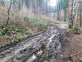 Listopad 2017 na Krlovhradecku. Podzviinsko.