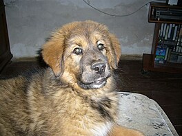 Cambu. Tibetsk doga.