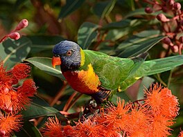 Papouek sndajc na eukalyptu