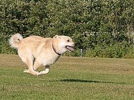 Norsk buhund