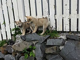 Norsk buhund