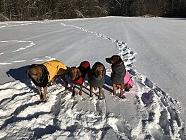 Vily a ridgebackov na zimn vychzce - mrzlo