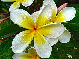 Plumrie - frangipani.