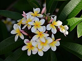 Plumrie - frangipani. Von intenzivn, hlavn v noci.