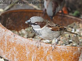 Zoo Ohrada, bezen 2017