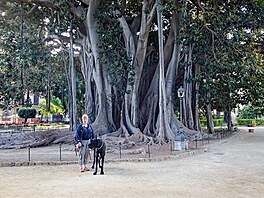 Cesta na Siclii. Palermo - 150 let star fkovnk drobnolist v parku Giardino...