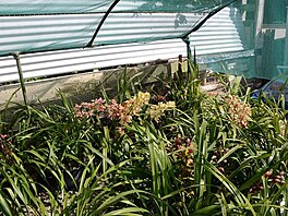 Mlina orchidejov zahrada