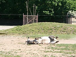 Zebry Grvyho (nejohroenj zebry Afriky). Zoo Dvr Krlov.