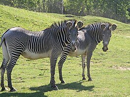 Zebry Grvyho (nejohroenj zebry Afriky). Zoo Dvr Krlov.