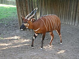 Bongo (nejvt pralesn antilopa). Zoo Dvr Krlov.