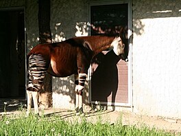 Okapi (doke si jazykem vyistit ui). Zoo Dvr Krlov.