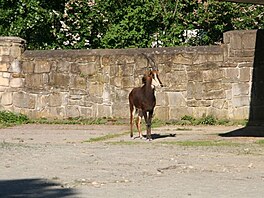 Antilopa vran (nae ZOO je vrac do prody). Zoo Dvr Krlov.