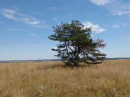 Mohelensk pou