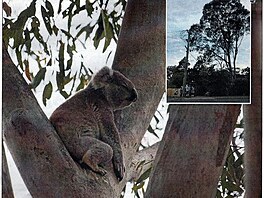 Koalov v Modrch horch