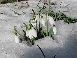 Snenky odpoledne, 8. 2. 2019