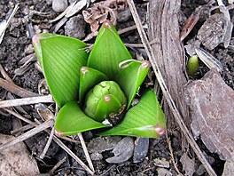 Tohle bude hyacint