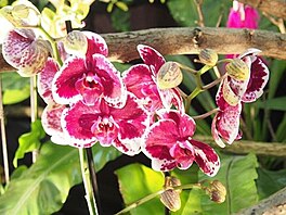 Vstava orchidej v beznu, Drany