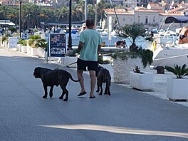 Zvata, kter jsem potkala u Jadranu - podn psiska