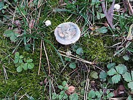 roda na Hanspaulce  na zahrad sklzme ryzce.  Jsou to jedin houby, kter...