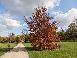 Podzim ve Stromovce