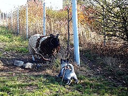 Silvestra se nebojm, ale tyroh beran m teda napoprv vylekal. Nedal jsem...