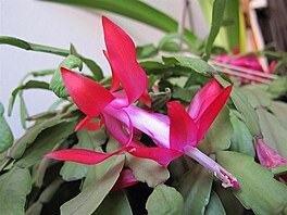 Konen rozkvetl (pvodn) vnon kaktus Schlumbergera bridgesii;...