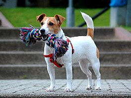 Jack Russel terir