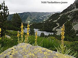 Ni Vasilashkovo jezero