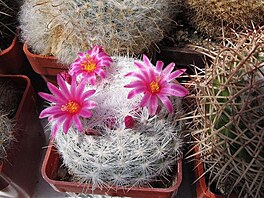 Mammillaria