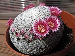 Mammillaria perbella