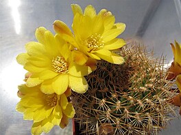 Rebutia