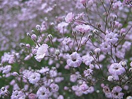 ater - Gypsophila