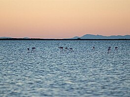 Camargue - plamek je tam hodn