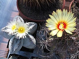 Astrophytum