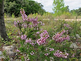 Kvete vesovec (Erica)