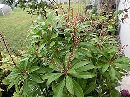 Kek Pieris kvtinov m poupata (Pieris japonica)