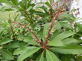 Kek Pieris kvtinov m poupata (Pieris japonica)