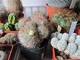 Mammillaria prolifera, leden 2021