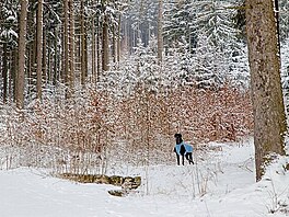 Karlovsk buiny 20. bezna 2021. Jak stoupme, snhu pibv