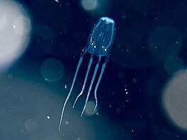 Box jellyfish, tyhranka smrteln