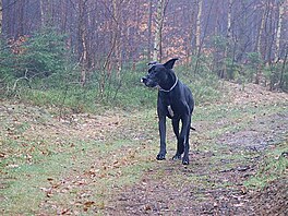 Kolem Ravky, i na konci vletu je stle psisko vesel