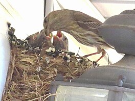 Hl mexick (house finch)