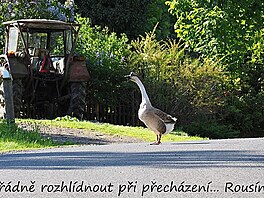 Podn se rozhldnout pi pechzen... Rousnov