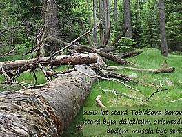 250let Tobiova borovice musela bt pokcena