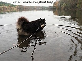 Den 1 - Charlie chce plavat taky!