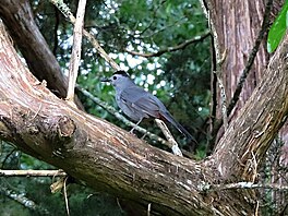 Drozd ernohlav (gray catbird  drozd koi), USA