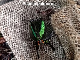 Papilio palinurus, motl dm v Praze
