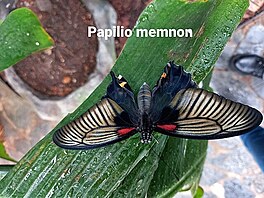 Papilio memnon. Motl dm v Praze