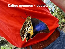 Caligo memnon pooteven. Motl dm v Praze